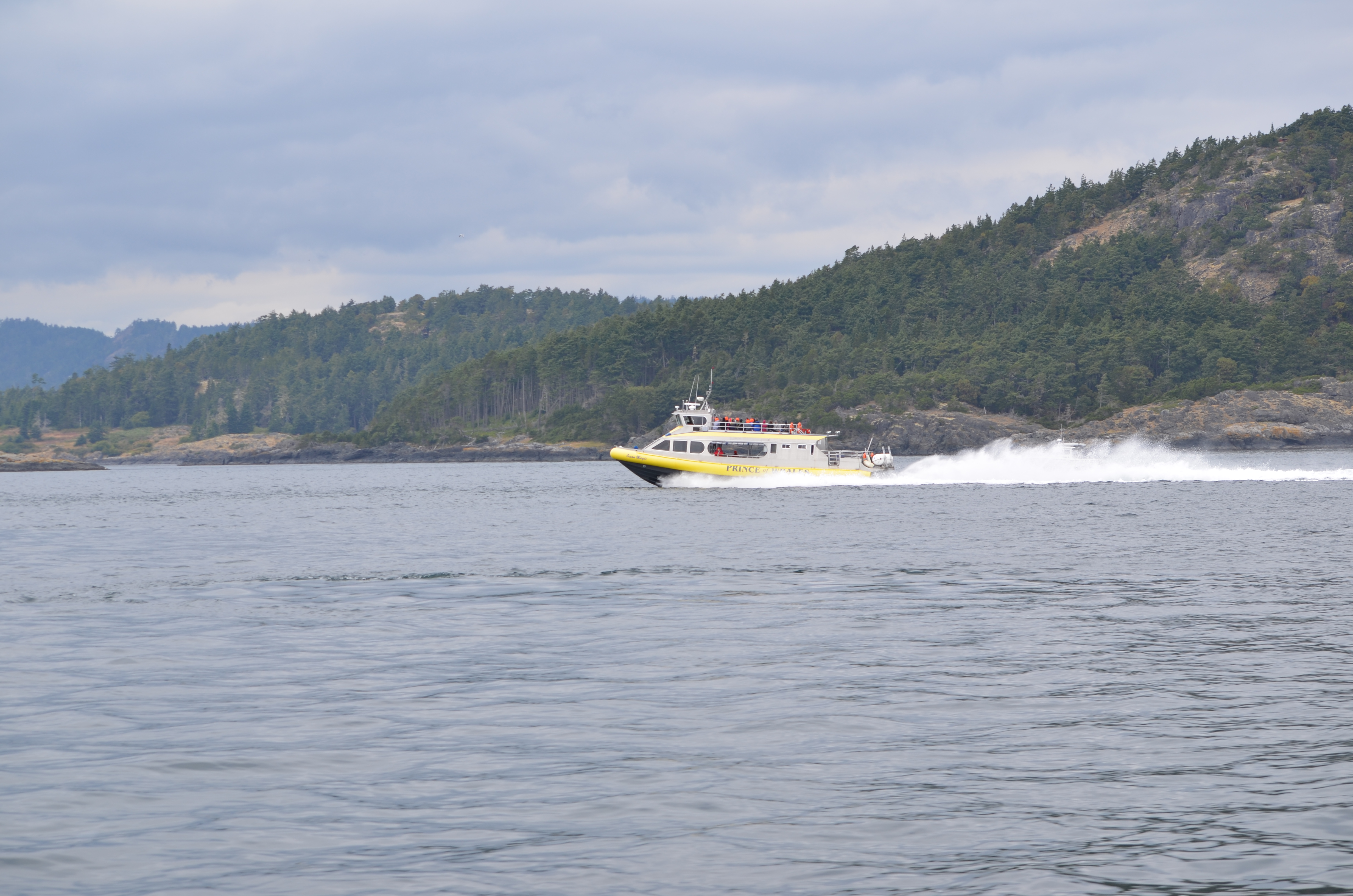photos/wildlife/Mammal_Species/Humpback Whale/DSC_0216.JPG